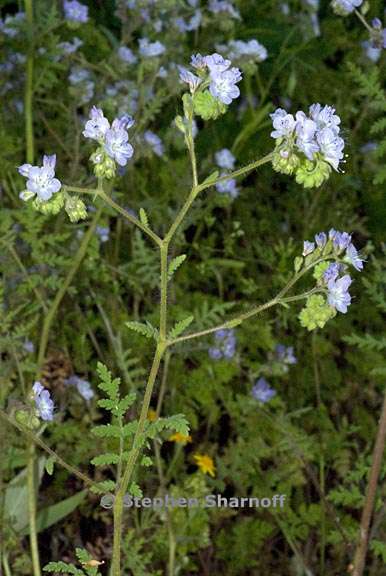 phacelia platyloba 2 graphic